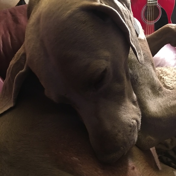 Meet your Posher,Jami,Beulah is my Grandma/Momma❤️ - Picture 2 of 8